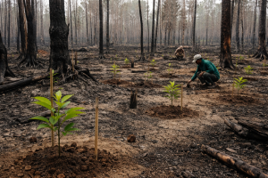 hutan-bekas-karhutla-tak-ditanami-sawit
